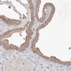 EDEM1 Antibody, Novus Biologicals 25 &mu;L; Unlabeled:Antibodies, Polyclonal